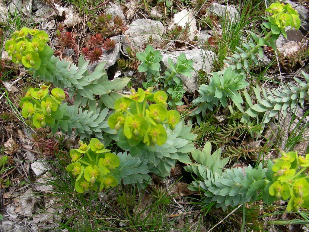 Euphorbia myrsinites /  Euforbia mirsinite